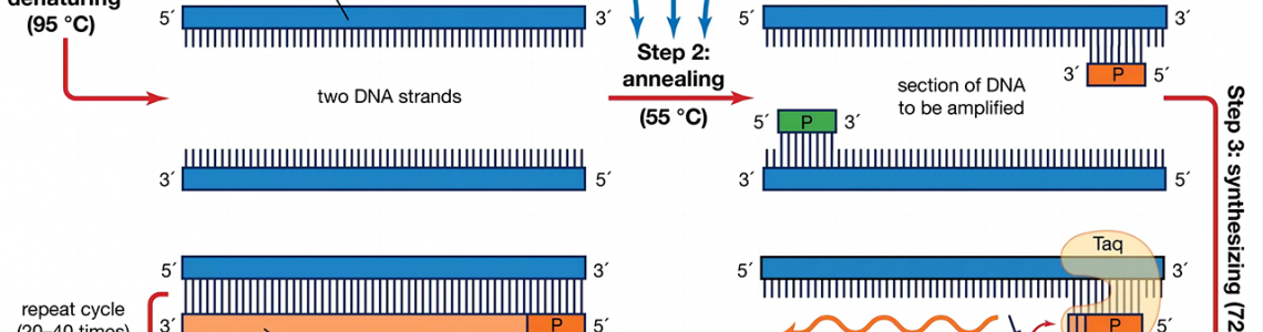 Molecular Biology